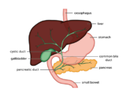 Bile duct cancer - Liver Cancer UK