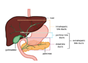 What is bile duct cancer? - Liver Cancer UK